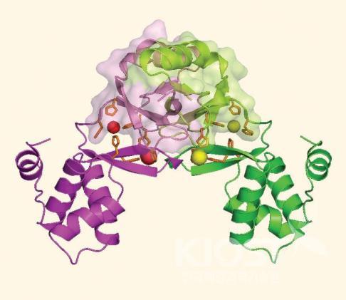세포 내 니켈이온 농도를 조절하는 Nur단백질의 3차 구조 의 사진