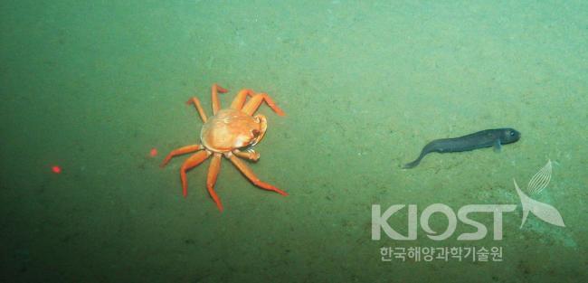 동해 울릉분지 탐사 중 촬영된 해저 생물들5 의 사진