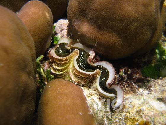 탄산칼슘으로 된 단단한 껍데기를 가진 열대 해역의 대왕조개 의 사진