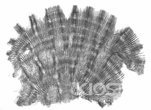 파비아 산호의 엑스레이 사진. 나이테 같은 무늬를 볼 수 있다. 의 사진