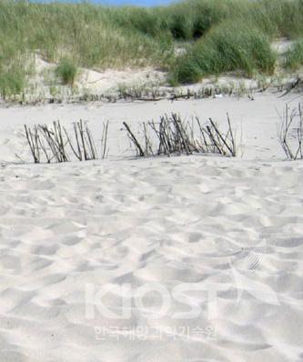 식물이 자라고 있는 모래언덕 의 사진