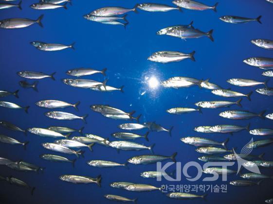 등 푸른 생선들-고등어 의 사진