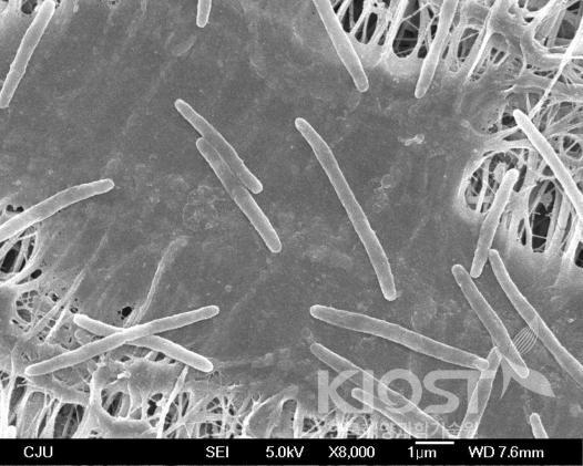당화효소 생산 해양미생물 주사현미경(SEM)사진 의 사진