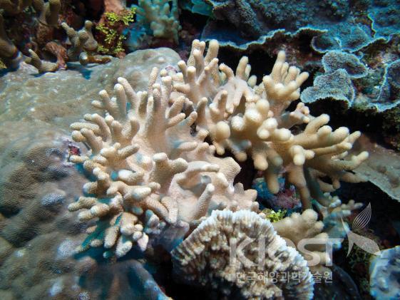 채집된 열대 해양생물-1 의 사진