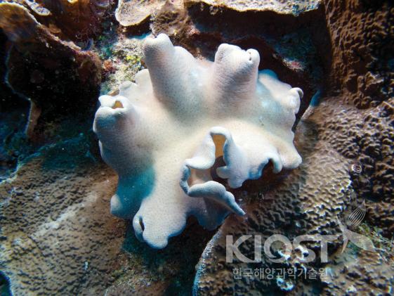 채집된 열대 해양생물-2 의 사진