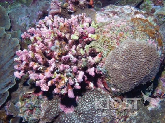 채집된 열대 해양생물-3 의 사진