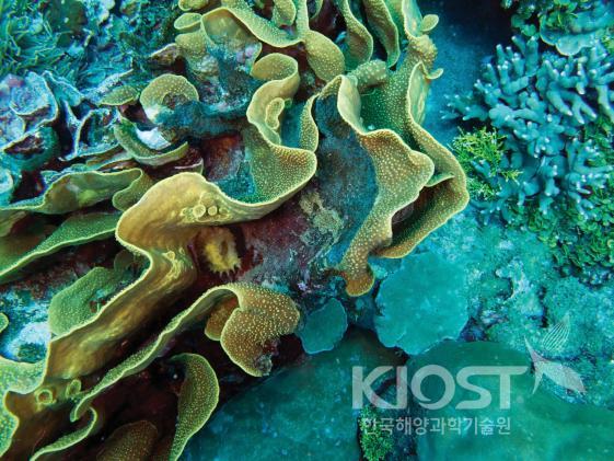 채집된 열대 해양생물-5 의 사진