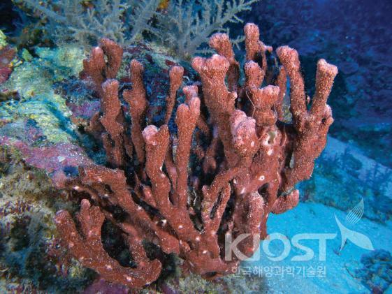 채집된 열대 해양생물-6 의 사진