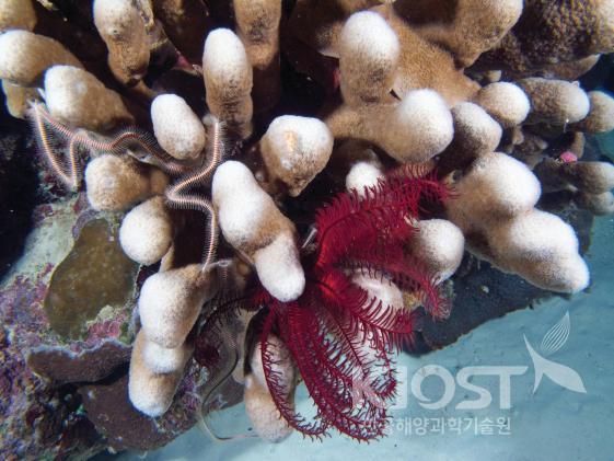 채집된 열대 해양생물-7 의 사진