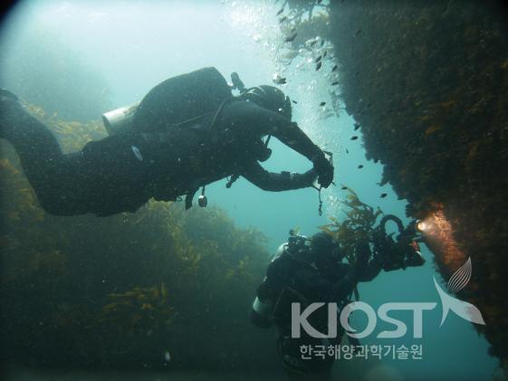 과학잠수를 이용한 동해 왕돌초 암반 생태계조사장면 a) 의 사진