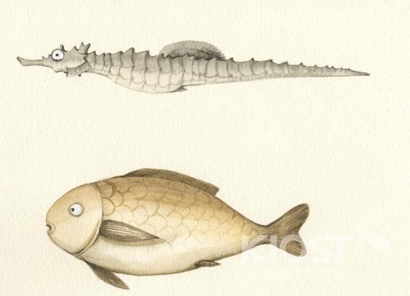 해마와 물고기의 몸 구조 비교 의 사진