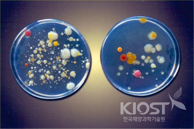 남극저온적응 생물들 - 01. 미생물(박테리아) 의 사진