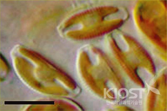 남극저온적응 생물들 - 03. 미세조류(식물플랑크톤) 의 사진