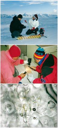 남극 저온적응 미세조류의 채집 의 사진
