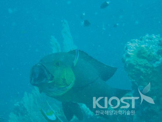 청소놀래기가 청소를 하는 동안 입을 크게 벌리고 얌전히 있는 큰 물고기 의 사진
