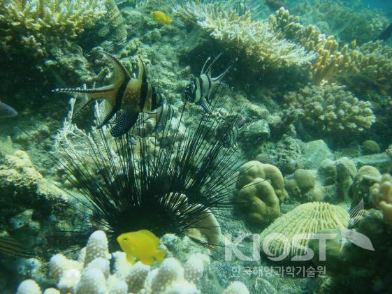 풍부한 생물다양성을 자랑하는 인도네시아 렘베해협의 수중세계 의 사진