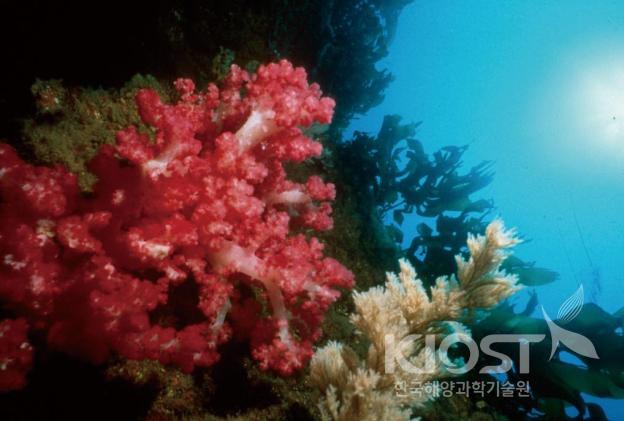 열대바다에서나 볼 수 있는 산호와 해양생물들이 화려한 수중 경관을 만들어 놓은 제주 서귀포 앞바다 의 사진