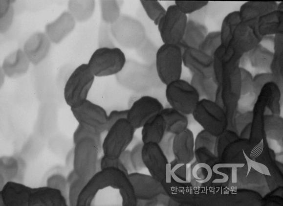포자 사슬을 형성하는 해양방선균 의 사진