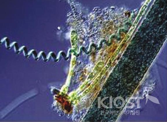 스피룰리나 확대 사진 의 사진