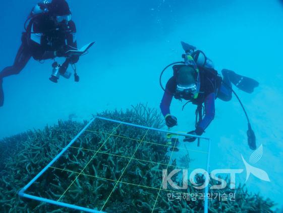 해양보호구역 조사를 위한 산호초 모니터링 의 사진