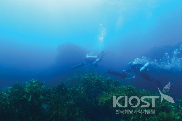 독도 연안의 대형 갈조류 개체군 및 수중 서식지 의 사진