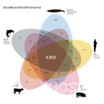 밍크고래와 인간과의 유전자 유사성 비교 의 사진