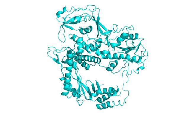 Three-D structure of DNA polymerase 의 사진