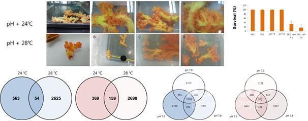 분홍바디맨드라미 연산호의 이산화탄소 농도 특이적 생체지표 발굴 의 사진