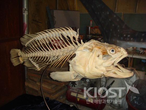 경골어류의 내부 골격으로 바리류 의 사진
