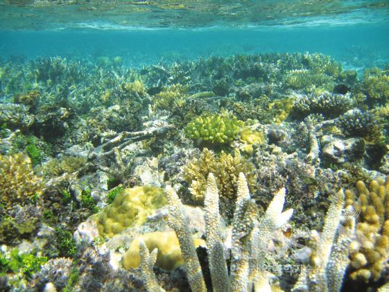 미크로네시아의 산호초 2 의 사진