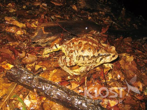 습지에서 만나는 양서 파충류_두꺼비 의 사진