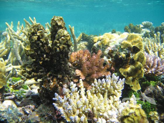 산호초 의 사진
