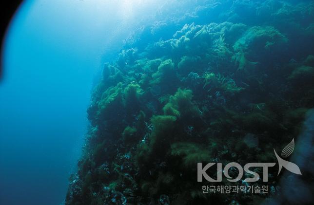 해조류가 무성한 대풍령의 수중 풍경 의 사진