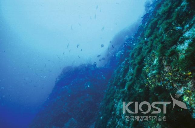 공암의 직벽 아래 수중 모습 의 사진