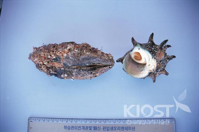 소라와 홍합의 크기 비교 의 사진