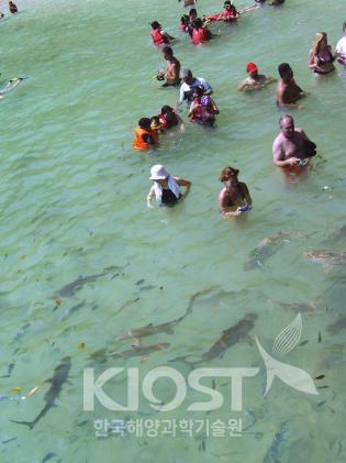 상어와 함께 수영을 즐기는 관광객들 의 사진