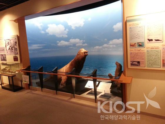일본 시마네현 신베 자연사박물관에 전시 중인 박제된 독도 바다사자 의 사진