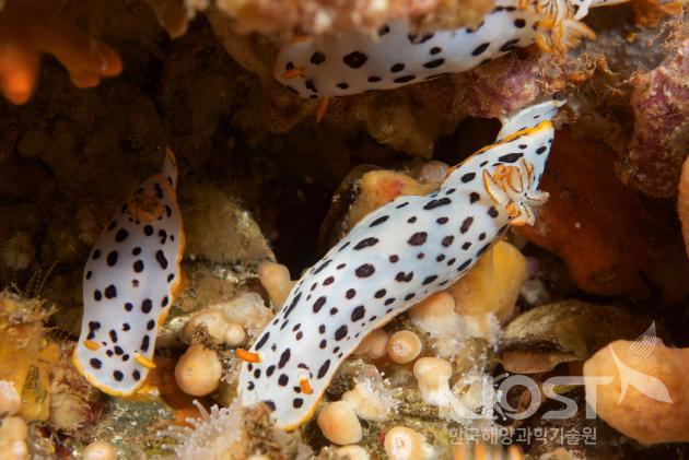 독도의 해양무척추동물-흰갯민숭달팽이 의 사진