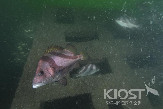 서남해해상풍력트라이포드인공어초와 위집어류 의 사진