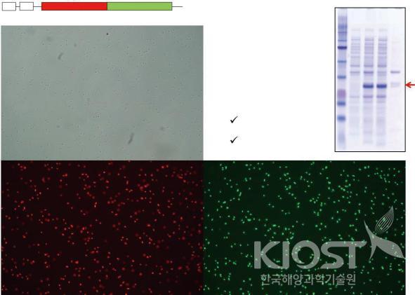 대장균에서 개시-종결코돈(ATGA) 중첩에 따른 2개의 단백질 동시 생산 기술 의 사진